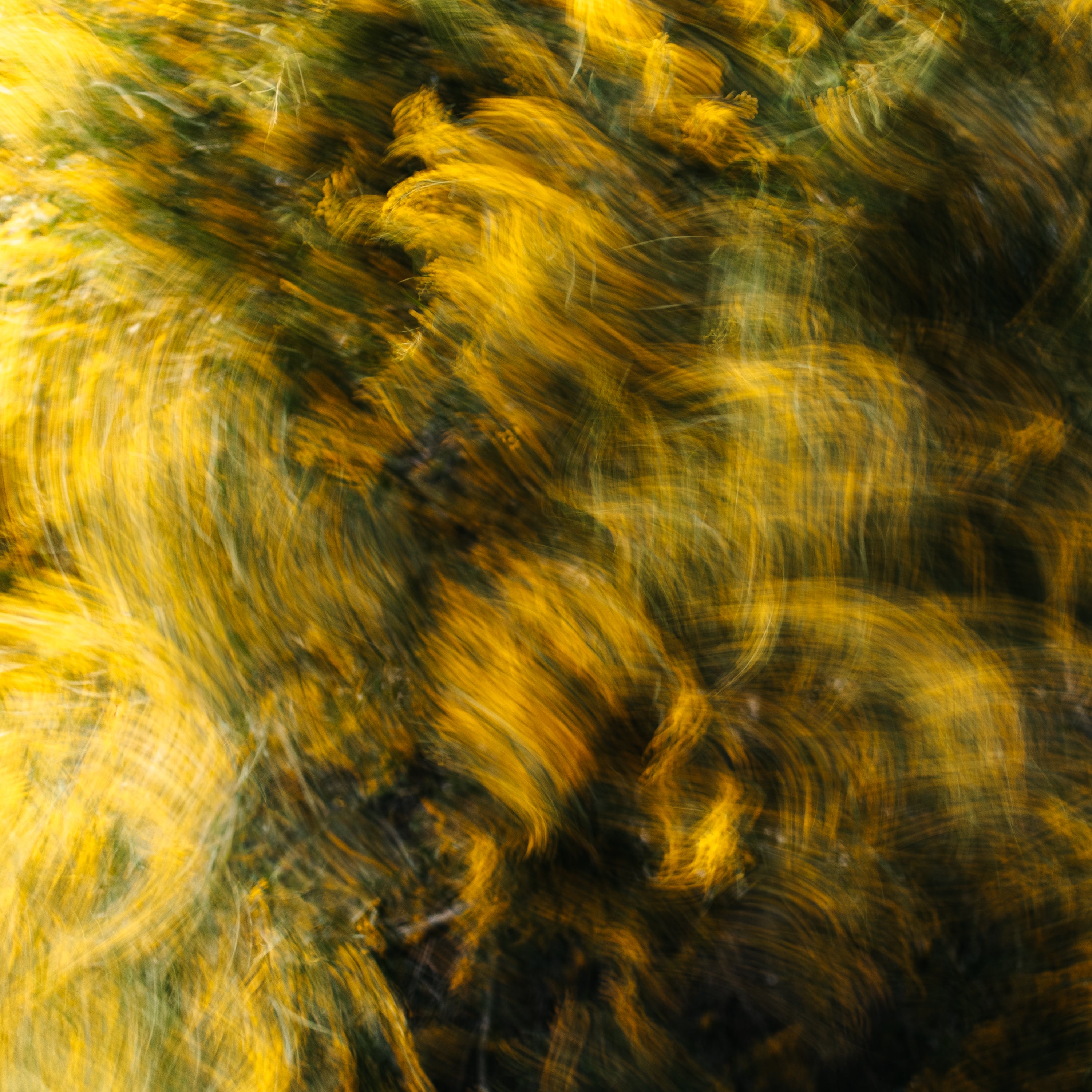 Close-up of yellow flowers, photograph, framed, australia