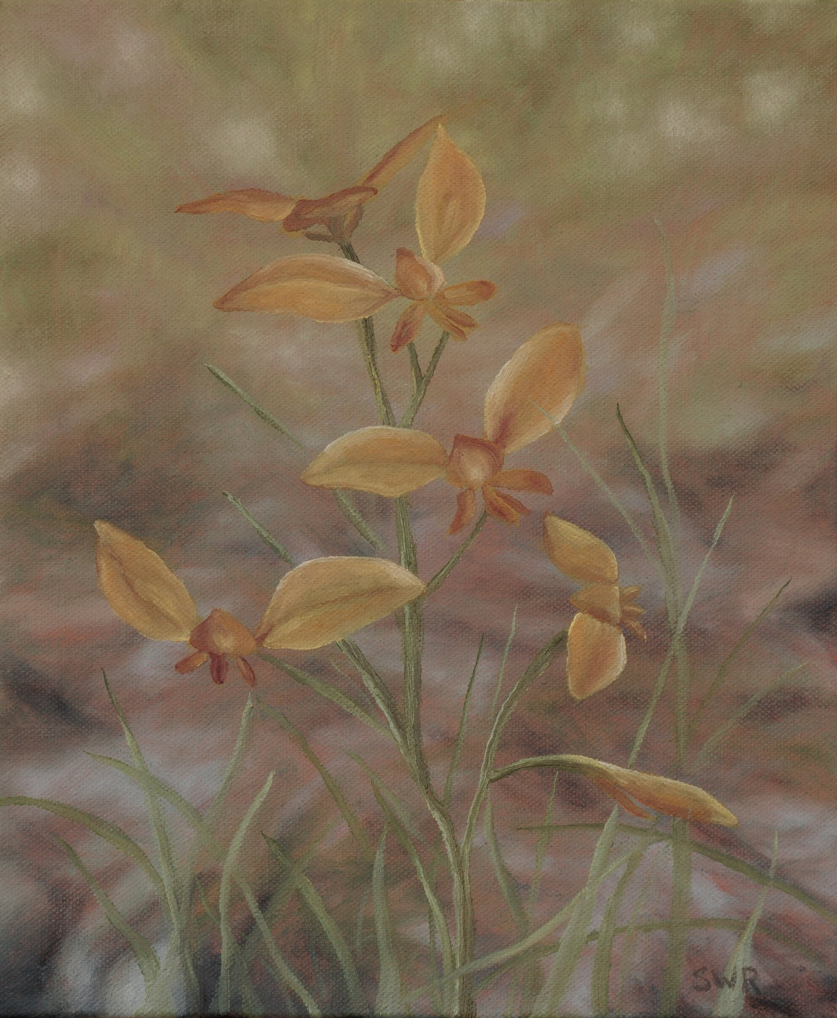'Donkey Orchid' by Samara Reith