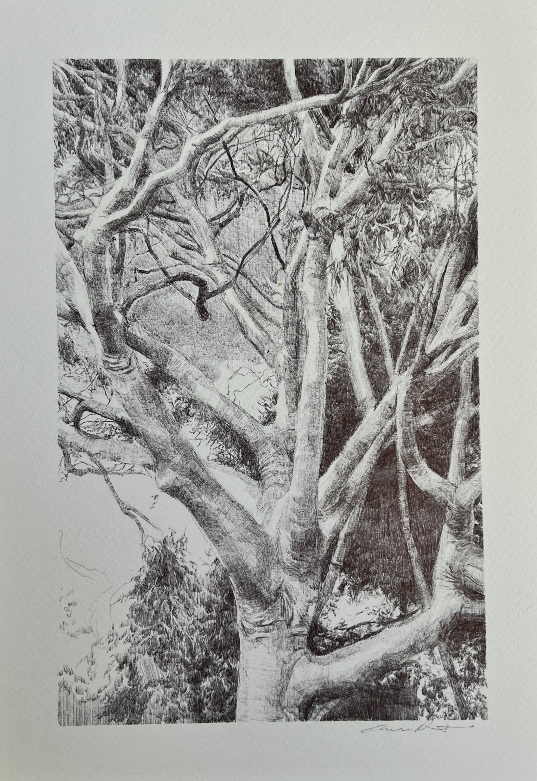 'White Gum Valley. Homage to Home' by Eleisha Pirouet