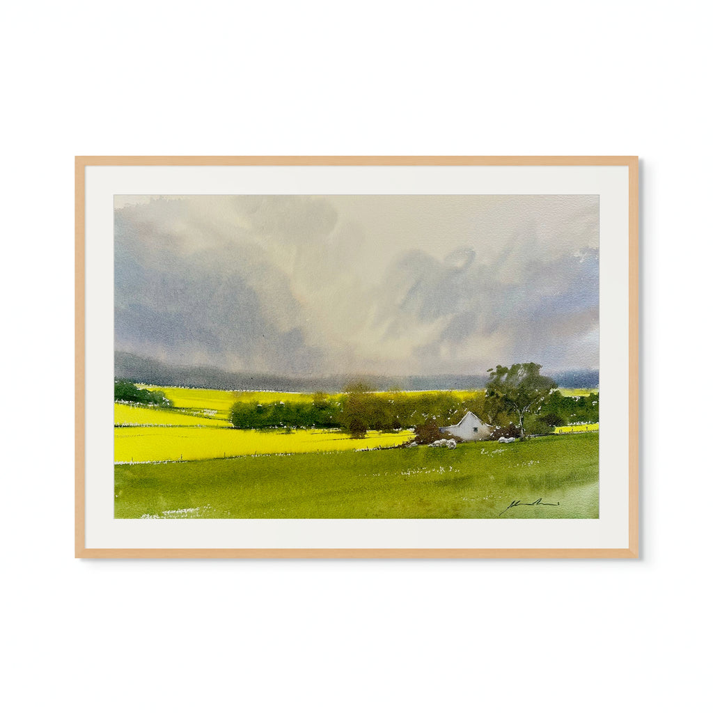 'Fields of Canola by Jill Bryant