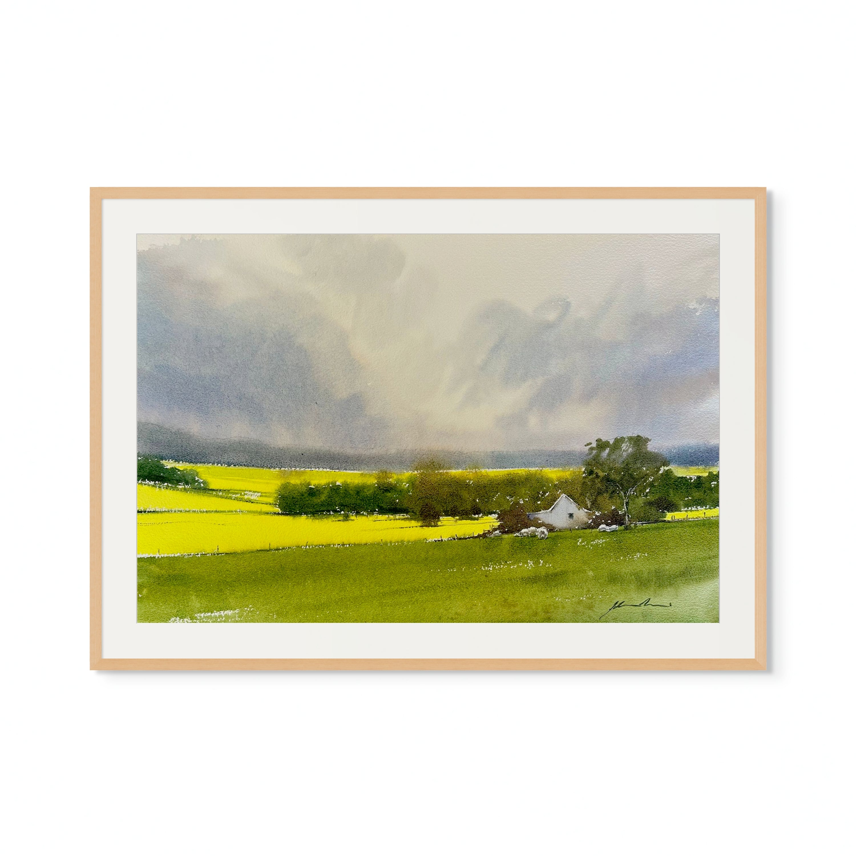 'Fields of Canola by Jill Bryant